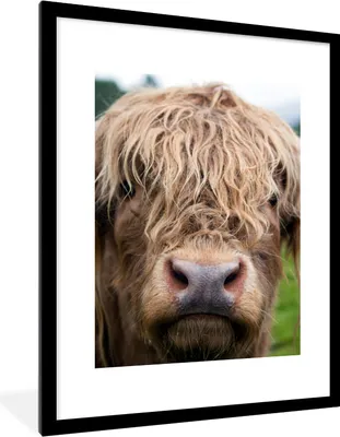 Produktbild von MuchoWow® Gerahmtes Poster Schottische Highlander - Gras - Wald 60x80 cm - Poster mit Schwarzem Bilderrahmen Wandposter Rahmen Foto Bilder - Wohnzimmer - Dekorationen - Prämie