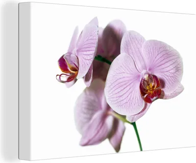 Zdjęcie produktu dla OneMillionCanvasses® - Obraz na płótnie - Obraz na płótnie - Różowy kwiat orchidei - 150x100cm - Fotografia na płótnie - obraz na płótnie