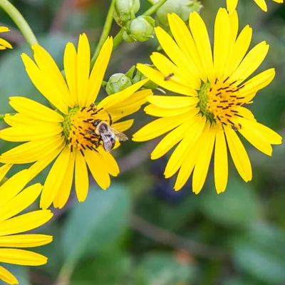 Produktbild von 6 x Verwachsenblättrige Becherpflanze - Silphium perfoliatum  - Topf 9cm x 9cm