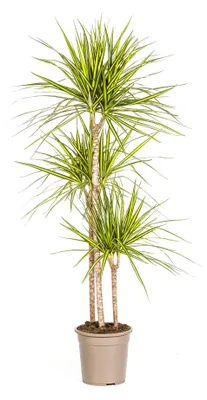 Zdjęcie produktu dla Dracaena marginata „Sunray” – Promień słońca – wysokość 130–150 cm