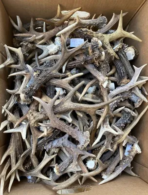 Produktbild von RF-D: Natürliches Rehbockgeweih, 1 kg, 11-20 Stück, 12-22cm, Kleiderhaken, Möbelgriff, Besteckgriff, Hundespielzeug, Dekoration aus Geweihen