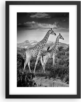 Produktbild von Gerahmtes Poster - Schwarzer Rahmen - Giraffen Schwarzweiß Fotografie - 30x40 cm - Wand Bild - Wanddeko - Wandbilder - Kunstposter - Wandposter - Bilderrahmen - Bilder - Kunstdruck - P2BPA30x40-4441