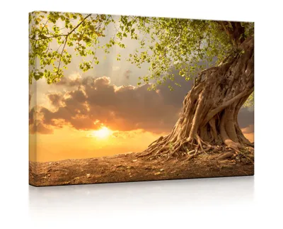 Produktbild von lightbox multicolor | Beleuchtetes Wandbild | Verwurzelter starker Baum im Sonnenuntergang | 100x70 cm | front lighted