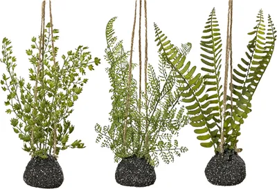 Produktbild von Boltze Gruppe Farn Hänger sortiert 20 cm (1 Stück)