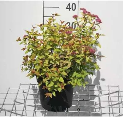 Produktbild von Spiraea jap. 'Firelight' - Brautspiere 25- 30 cm - Container