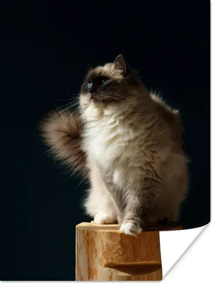 Produktbild von MuchoWow® Poster Eine Ragdoll-Katze sitzt auf einer Stange 30x40 cm - Wandplakat - Poster Kinderzimmer
