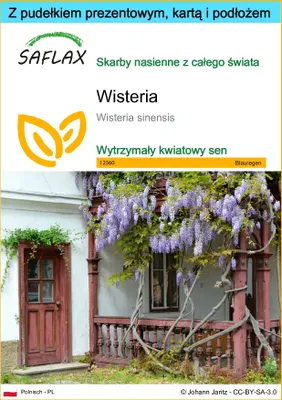 Zdjęcie produktu dla SAFLAX - Zestaw prezentowy - Wisteria - 4 Nasiona - Z pudełkiem upominkowym, etykietą wysyłkową, kartą podarunkową i podłożem uprawowym - Wisteria sinensis