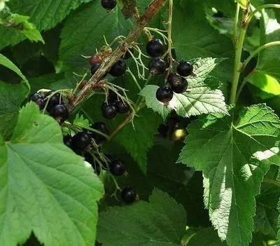 Obrázek produktu pro Ribes nigr. 'Titania' - Černý rybíz 'Titania' | 100-125 cm (výška v květináči)