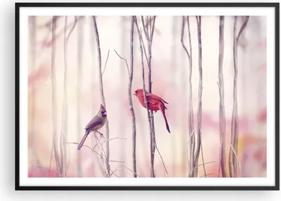 Produktbild von Gerahmtes Poster - Schwarzer Rahmen - Vögel Kardinal Scharlachrot - 100x70 cm - Wand Bild - Wanddeko - Wandbilder - Wandposter - Bilderrahmen - Bilder - Kunstdruck - Wandbild - P2BAA100x70-4256