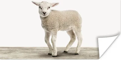 Produktbild von MuchoWow® Poster Lamm - Schaf - Tiere - Kinder - Mädchen - Jungen 80x40 cm - Wanddeko