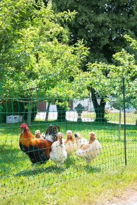 Produktbild von Siatka nieelektryczna dla drobiu, 25 m, 106 cm, podw. szpic, zielony, Kerbl