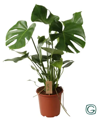 Immagine prodotto di Monstera deliciosa - 50-60cm - Ø21cm - Pianta d'appartamento - Sempreverde