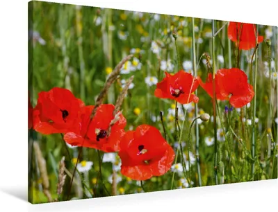 Produktbild von Calvendo Textil-Leinwand 90 cm x 60 cm quer Mohnblumen am Feldrand, Jäger Anette/Thomas; 7288224