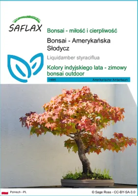 Zdjęcie produktu dla SAFLAX - Bonsai - Amerykańska Słodycz - 100 Nasiona - Liquidamber styraciflua