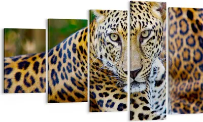 Produktbild von Bild auf Leinwand - Leinwandbild - Leopardpanther Katze Tier Savanne - 100x60cm - Wand Bild - Wanddeko - Leinwanddruck - Bilder - Kunstdruck - Leinwand bilder - Wandkunst - EG100x60-0402