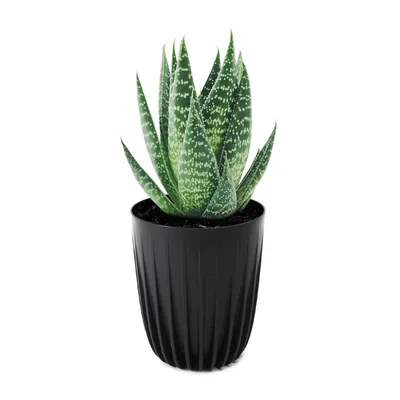 Image de Lamela | Pot de fleurs | Mira | ECO | Noir | 14.5 cm