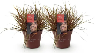 Image de Green boutiQ - Graminées ornementales - Uncinia rubra Everflame - Rouge - 2 plants - À feuillage persistant - Peu d'entretien - Pot de 17 cm, hauteur 50 cm