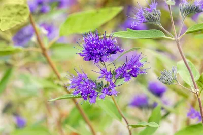 Produktbild von Caryopteris clandonensis 'Heavenly Blue', Bartblume, himmelblau, 30–40 cm