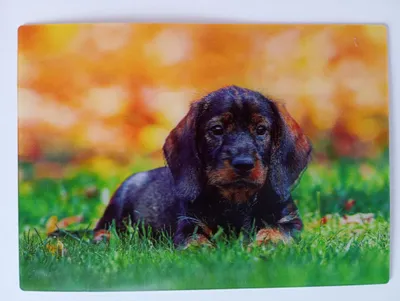 Produktbild von 3 D Ansichtskarte Rauhaardackel, Postkarte Wackelkarte Hologrammkarte, Haustier Hund