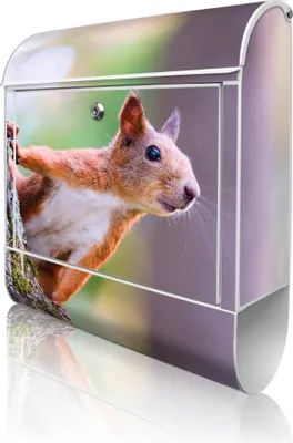 Produktbild von banjado Design Briefkasten Stahl weiß mit Zeitungsfach pulverbeschichtet "Eichhörnchen" 38x46x12,5cm & 2 Schlüssel - Postkasten A4 Einwurf inkl. Montagematerial [BKW 10326]