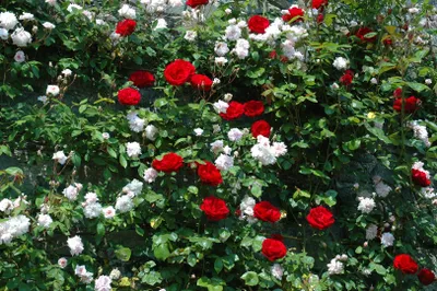 Produktbild von Rosa 'Dublin Bay', Kletterrose, leuchtend rot, 5-7,5 Liter Container