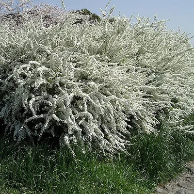 Produktbild von 2 x  Frühlingsspiere - Spiraea thunbergii  | 40-60 cm in Container