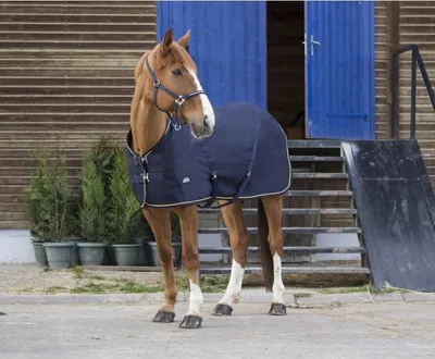 Produktbild von Equithème Chic Decke - marineblau/goldfarben
