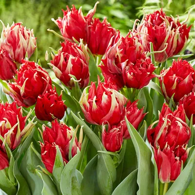 Zdjęcie produktu dla Tulipan Pełny Red Spider 5 szt. Tulipany Cebulki Tulipanów Cebule