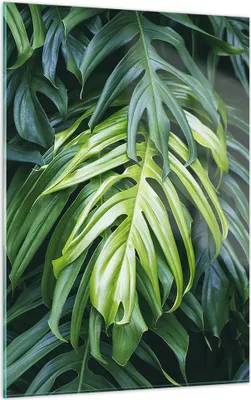 Produktbild von Bilder auf glas - Einteilig - Blume Natur - 50x70cm - Glasbilder - Wandbilder - Bilder - Kunstdruck - zum Aufhängen bereit - Wanddekoration aus Glas - Glas Bilder - Wandbild auf Glas - GPA50x70-3951