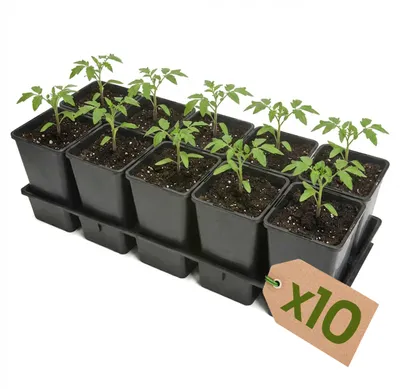 Produktbild von Garronda 10 Stück Anzuchttray Pflanzenträger für Kulturtöpfe für Gewächshaus (Anzuchttray mit 10 x 1,7 L Töpfe) GD-KW-T