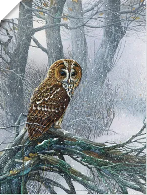 Produktbild von ARTland Poster Eule in verschneitem Wald Größe: 45x60 cm