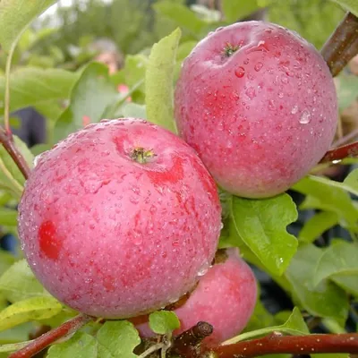 Produktbild von Säulenapfel McIntosh Wijcik Herbstapfel