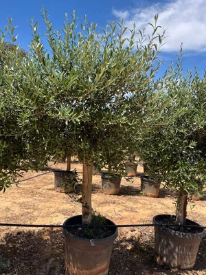 Produktbild von Olivenbaum Olea Europaea "Picual" mit dicken Stamm & Gesamthöhe ca.: 180cm Winterhart bis –18 °C, Massiv & strukturiert