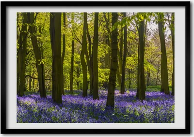 Produktbild von Bild - Bilder - Bilderrahmen - 70 cm x 50 cm - MDF-Rahmen, Wandkunst Waldquelle
