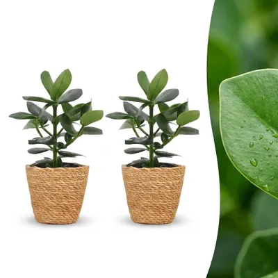 Image de Clusia Princess - Clusia - 2 plantes - avec panier - 30-40cm - Ø12cm