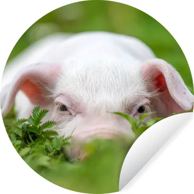 Produktbild von MuchoWow® Runde Wandtattoo - Wandsticker Tapete Aufkleber Schwein - Tiere - Groß Ø 80 cm Selbstklebend und Repositionierbar - Wandaufkleber - Kreis - Mauerkreis - Wand Bilder - Wandsticker - Wohnzimmer Dekoration - Dekoration für die Wände - Aluminium - Babyzimmer