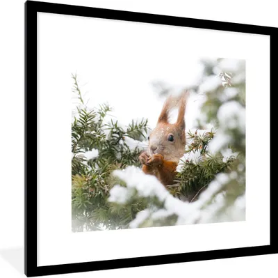Produktbild von MuchoWow® Gerahmtes Poster Eichhörnchen - Kiefer - Schnee 40x40 cm - Poster mit Schwarzem Bilderrahmen Wandposter Rahmen Foto Bilder - Poster - Plakat im Rahmen