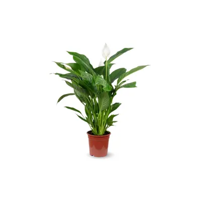 Image de Spathiphyllum - fleur de lune - ↕ 50-60 cm - ⌀ 14 cm - plante d'intérieur