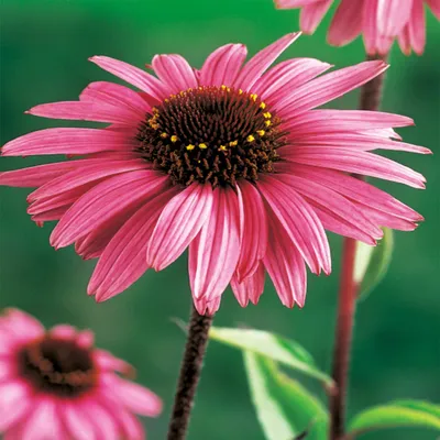 Immagine prodotto di Echinacea Echinacea purpurea 1 pz. piantine di echinacea piantina