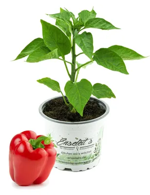 Produktbild von Enseleits Rote Blockpaprika "Indired F1" im 12cm Topf, frische Paprika Pflanze, Paprikapflanzen F1 Sorten