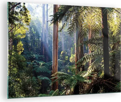 Produktbild von Bilder auf glas - Einteilig - Morgendämmerung Bäume Wald - 70x50cm - Glasbilder - Wandbilder - Bilder - zum Aufhängen bereit - Wanddekoration aus Glas - Glas Bilder - Wandbild auf Glas - GAA70x50-4403