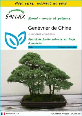 Image de SAFLAX Ensemble de culture - Genévrier de Chine - 30 graines - Juniperus