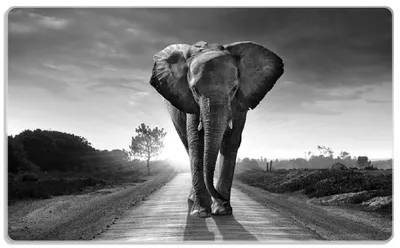 Produktbild von Wallario Frühstücksbrettchen aus Glas, je 14 x 23 cm, mit rutschfesten Füßen, Motiv Elefant bei Sonnenaufgang in Afrika schwarzweiß