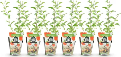 Image de Green boutiQ - Fruitplanten - Goijbes - Lycium Barbarum - Winterhard - 6 Planten - Pot 9 cm - Oranje - Rode Vrucht