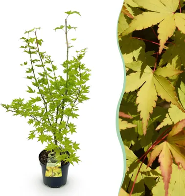 Immagine prodotto di Acer palmatum Summergold - Acero giapponese - Deciduo - Giallo - 80-90cm - Ø26cm - Pianta da giardino