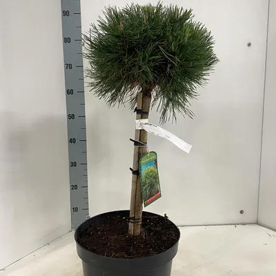 Produktbild von Pinus mugo 'Varella' - Kugelige Bergkiefer | 40 cm im topf