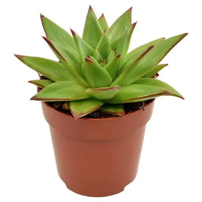 Imagen del producto de Suculenta Echeveria Ebony, 14 cm