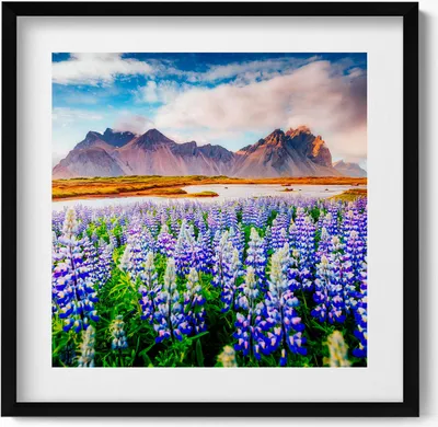 Produktbild von Magische Lupinenblüten– Wandbild mit Rahmen – Gerahmtes Bild  – Wanddekoration – 50x50 cm –  Schwarz Rahmen