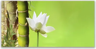 Produktbild von Glasbilder 140x70 Wandbild Druck auf Glas Bambusrohr Blume Pflanzen