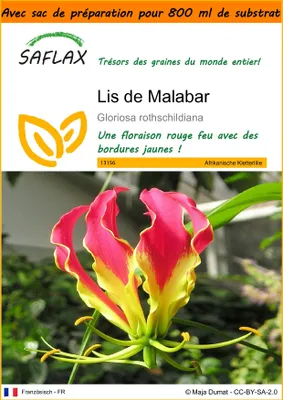 Image de SAFLAX Garden in the bag - Lis de Malabar - 15 graines - Gloriosa